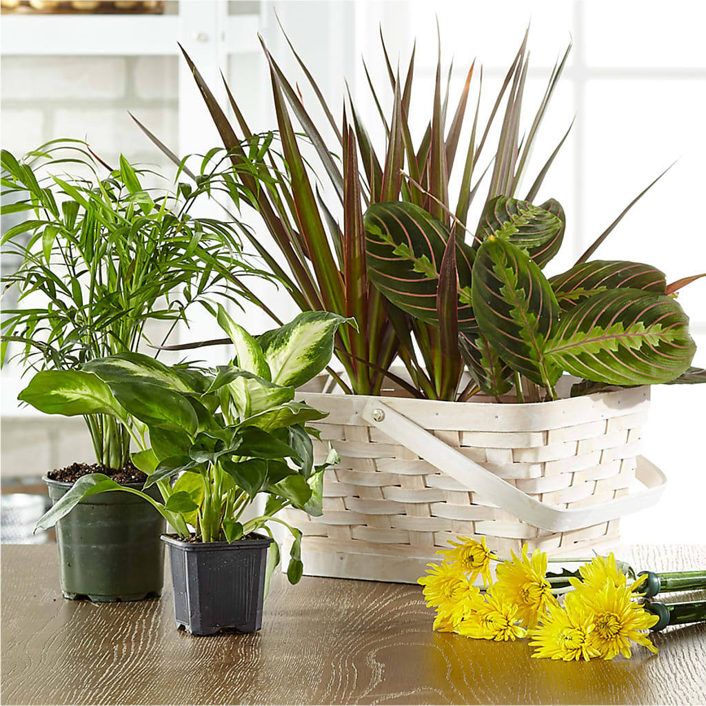 Florist Designed Blooming and Green Plants in a Basket – Fleuriste East Angus Et Maison Du Cadeau, East Angus PQ