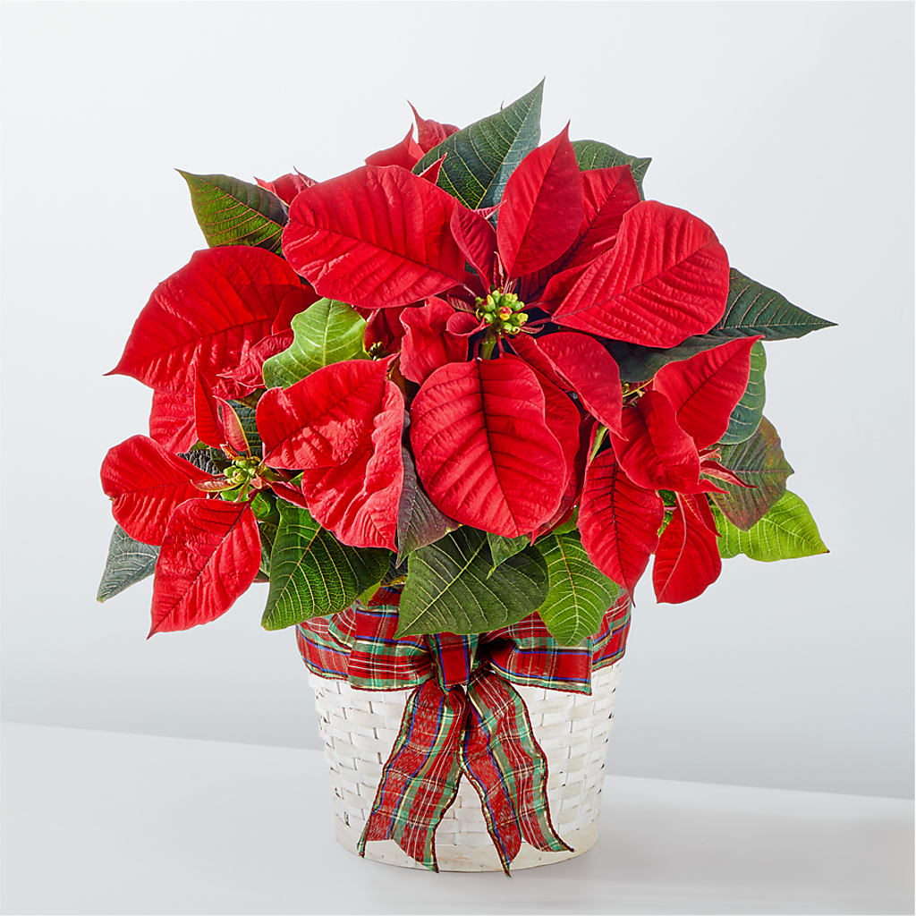Happiest Holidays Poinsettia – Fleuriste East Angus Et Maison Du Cadeau, East Angus PQ