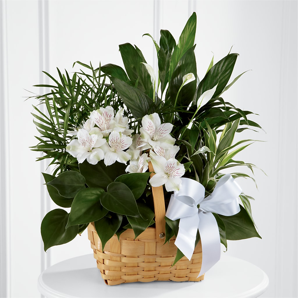 Peace & Serenity Dishgarden – Fleuriste East Angus Et Maison Du Cadeau, East Angus PQ