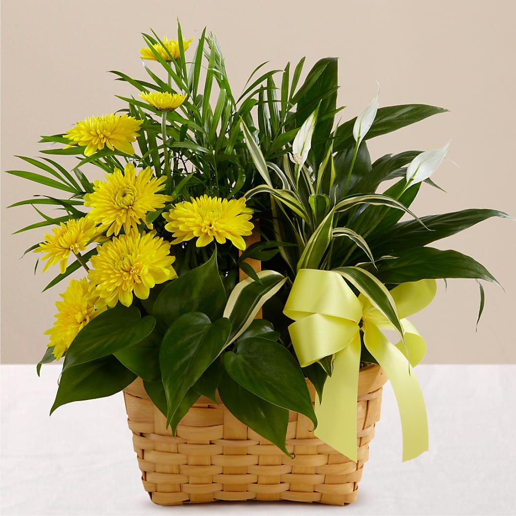 Loving Light Dishgarden – Fleuriste East Angus Et Maison Du Cadeau, East Angus PQ