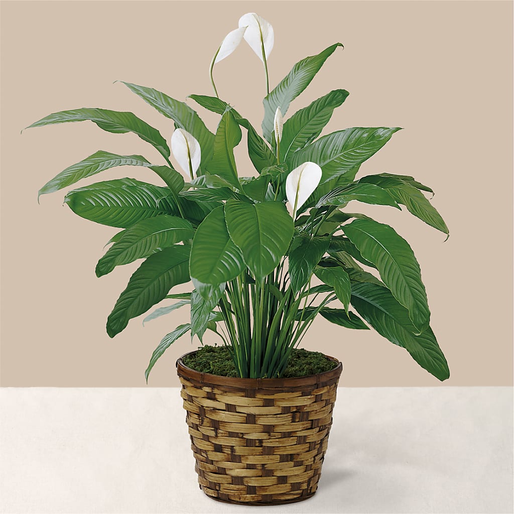 Tranquil Moments Peace Lily Plant – Fleuriste East Angus Et Maison Du Cadeau, East Angus PQ