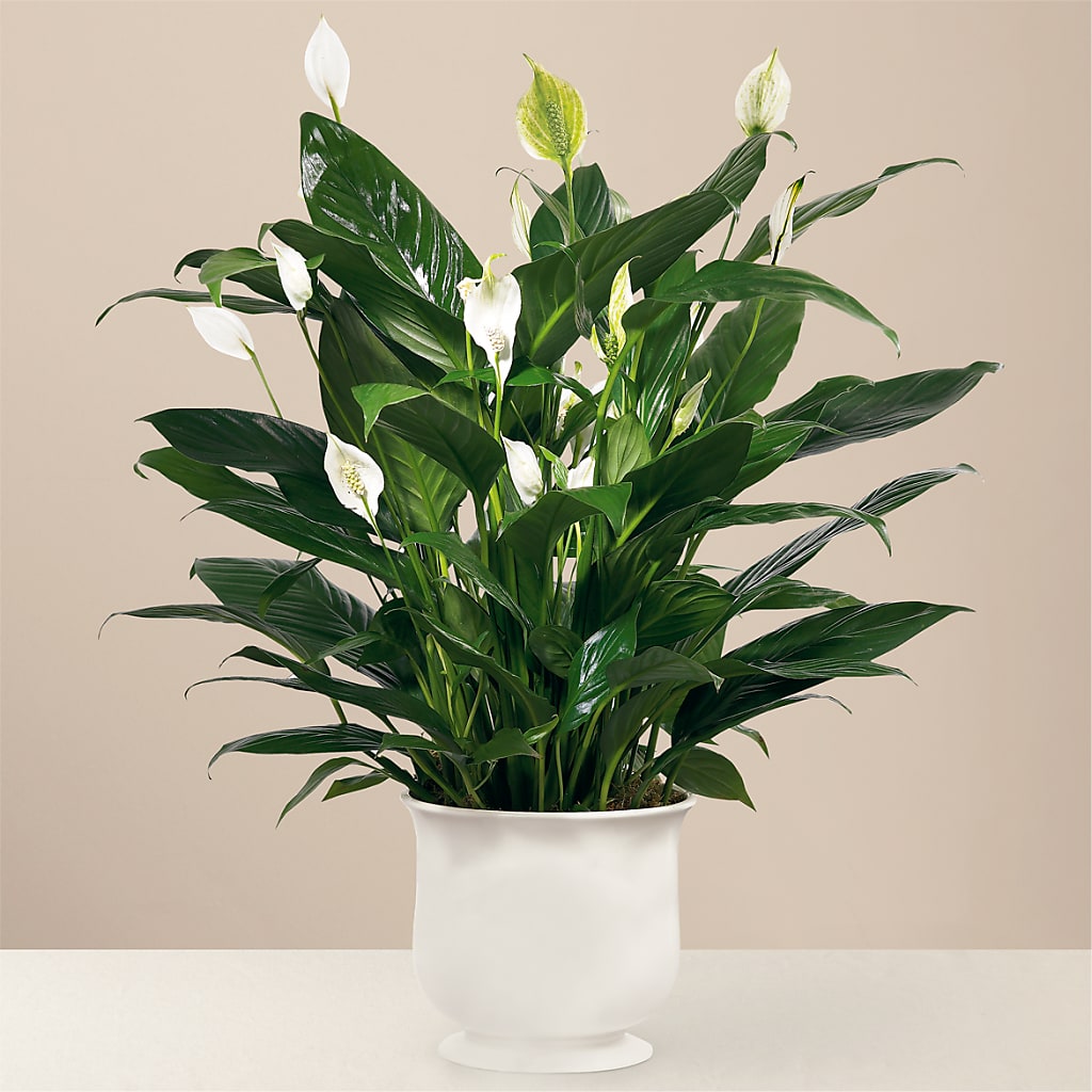 Comfort Planter – Fleuriste East Angus Et Maison Du Cadeau, East Angus PQ