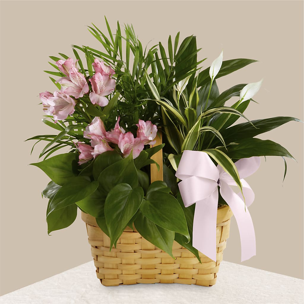 Living Spirit Dishgarden – Fleuriste East Angus Et Maison Du Cadeau, East Angus PQ