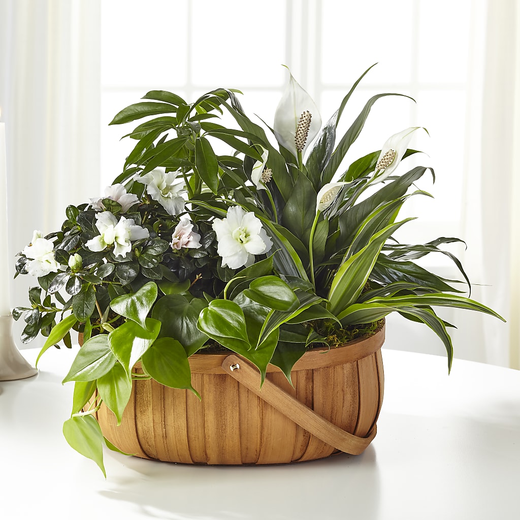 Serene Dishgarden – Fleuriste East Angus Et Maison Du Cadeau, East Angus PQ