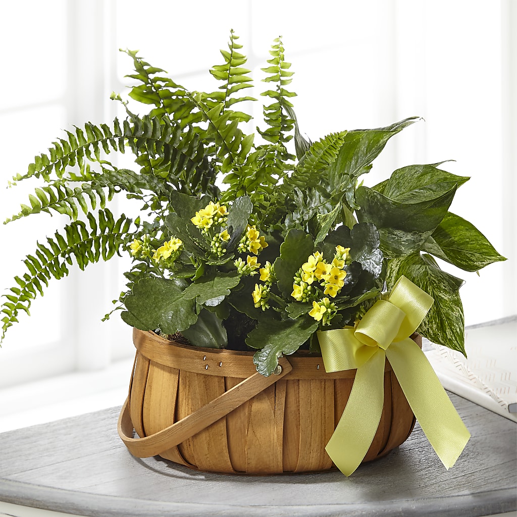 Always Dear Dishgarden – Fleuriste East Angus Et Maison Du Cadeau, East Angus PQ