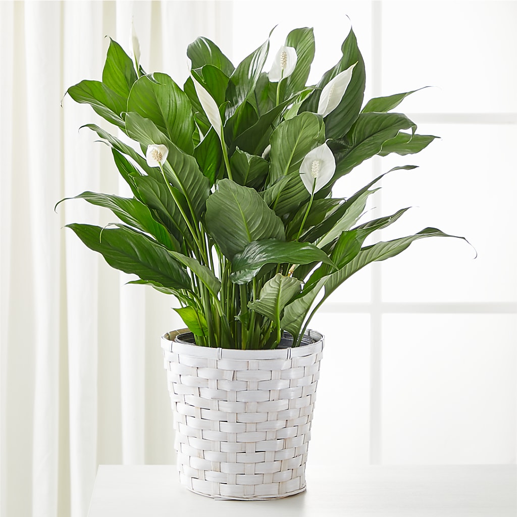 A New Leaf Peace Lily – Fleuriste East Angus Et Maison Du Cadeau, East Angus PQ