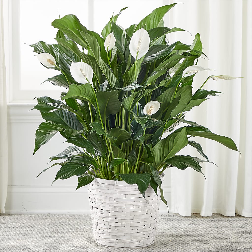 A New Leaf Peace Lily – Fleuriste East Angus Et Maison Du Cadeau, East Angus PQ