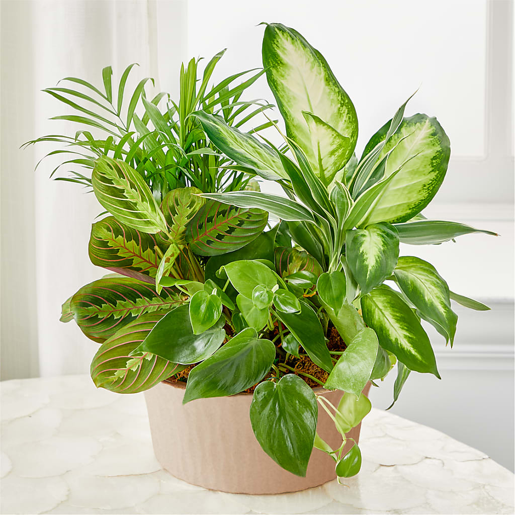Balance & Harmony Dishgarden – Fleuriste East Angus Et Maison Du Cadeau, East Angus PQ