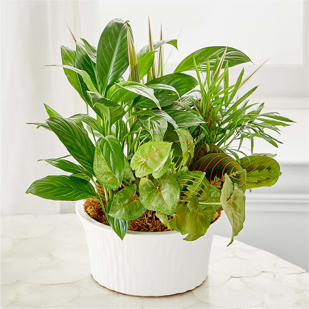 Balance & Harmony Dishgarden – Fleuriste East Angus Et Maison Du Cadeau, East Angus PQ