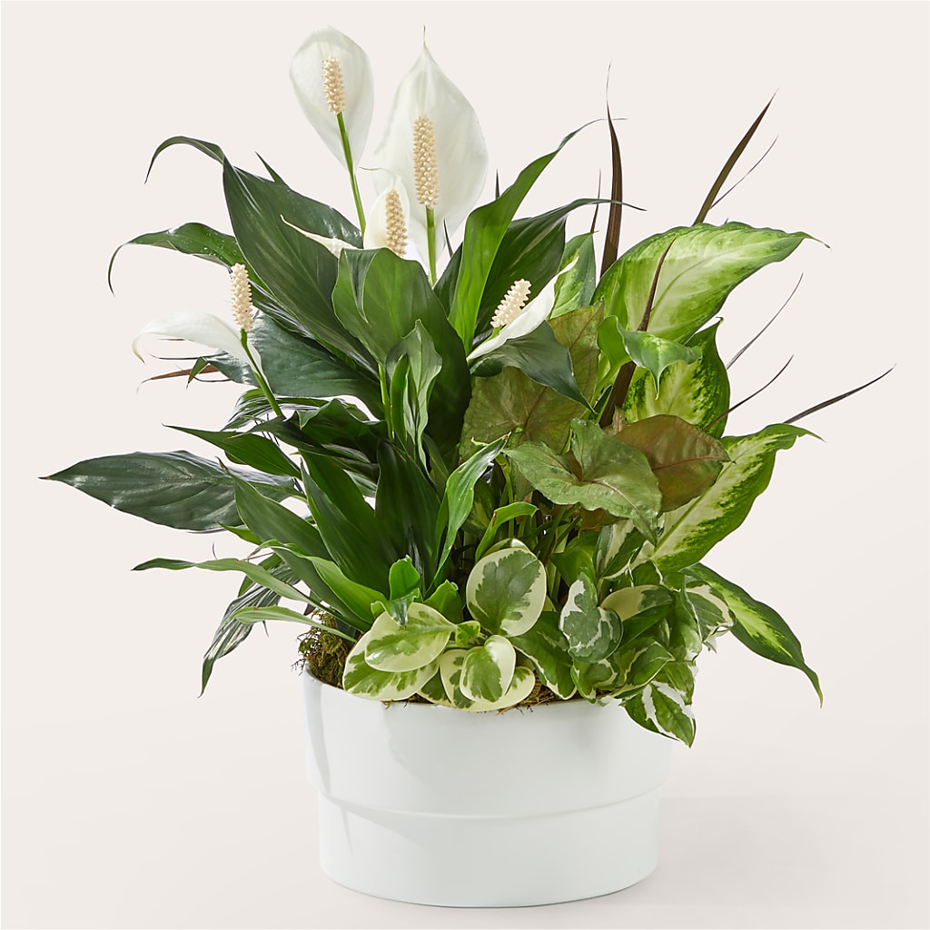 Radiating Positivity Dishgarden – Fleuriste East Angus Et Maison Du Cadeau, East Angus PQ