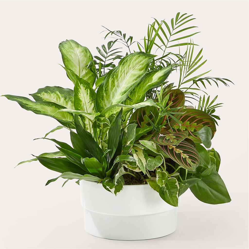 Radiating Positivity Dishgarden – Fleuriste East Angus Et Maison Du Cadeau, East Angus PQ