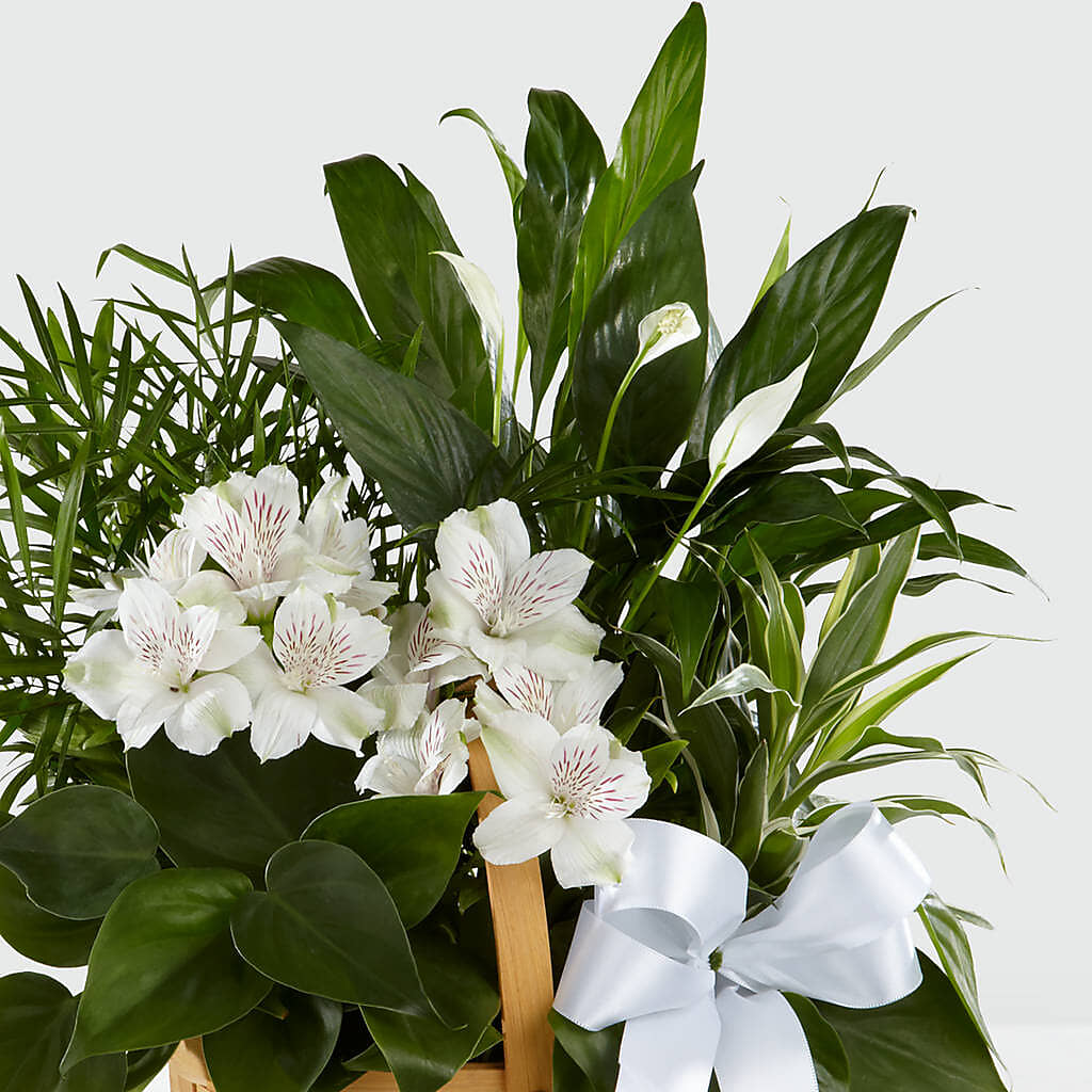 Peace & Serenity Dishgarden –  Fleuriste East Angus Et Maison Du Cadeau, East Angus PQ