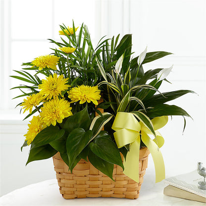 Loving Light Dishgarden –  Fleuriste East Angus Et Maison Du Cadeau, East Angus PQ