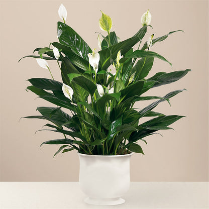 Comfort Planter –  Fleuriste East Angus Et Maison Du Cadeau, East Angus PQ