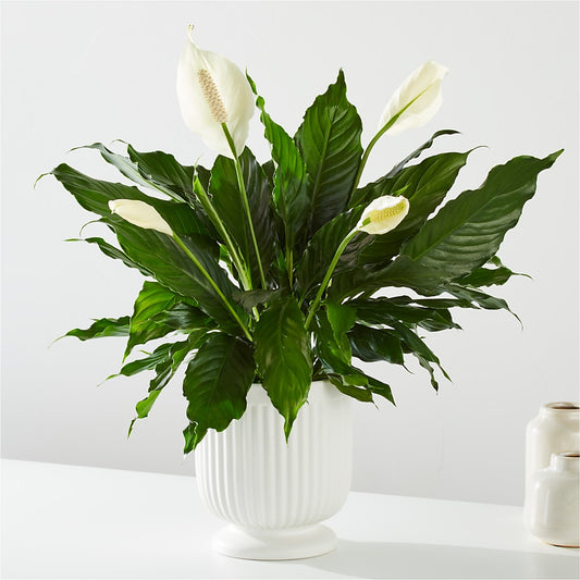 Comfort Planter –  Fleuriste East Angus Et Maison Du Cadeau, East Angus PQ
