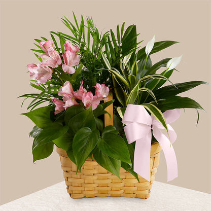 Living Spirit Dishgarden –  Fleuriste East Angus Et Maison Du Cadeau, East Angus PQ