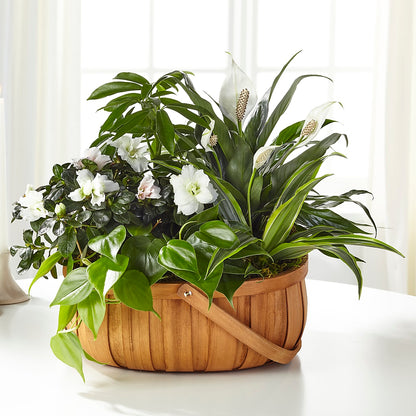 Serene Dishgarden –  Fleuriste East Angus Et Maison Du Cadeau, East Angus PQ