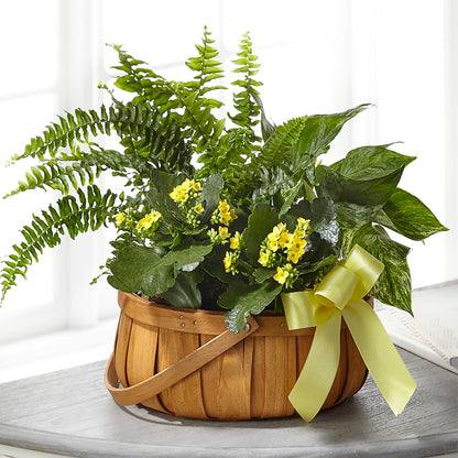Always Dear Dishgarden –  Fleuriste East Angus Et Maison Du Cadeau, East Angus PQ