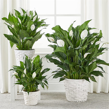 A New Leaf Peace Lily –  Fleuriste East Angus Et Maison Du Cadeau, East Angus PQ