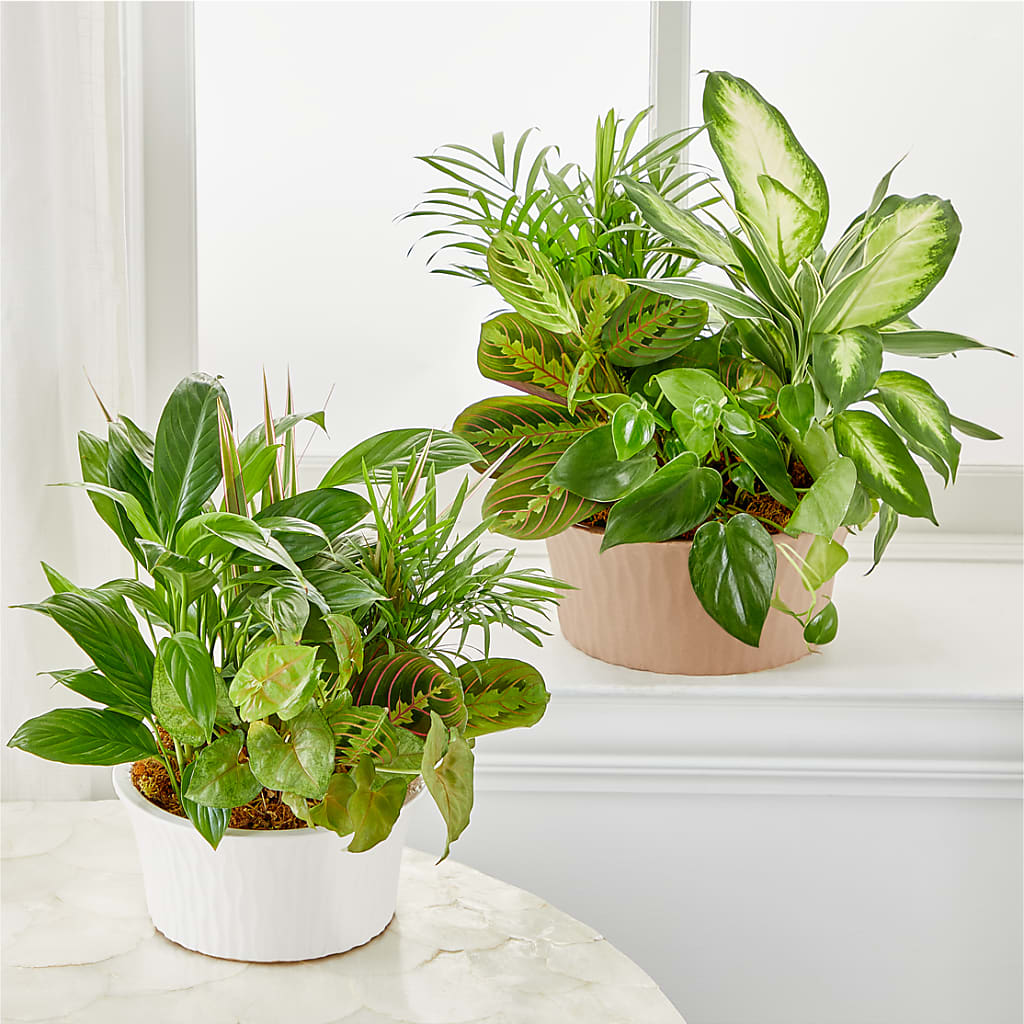 Balance & Harmony Dishgarden –  Fleuriste East Angus Et Maison Du Cadeau, East Angus PQ