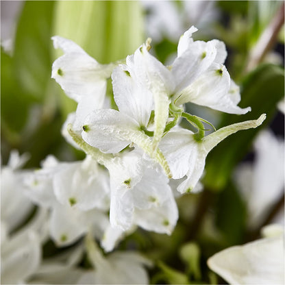 Classic Ivory – A Florist Original –  Fleuriste East Angus Et Maison Du Cadeau, East Angus PQ